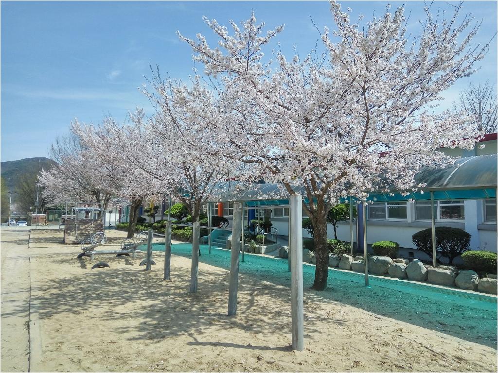 2017년 봄 학교에서 핀 꽃들을 찍었습니다.